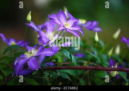 Fiori di clematis viola in giardino. Profondità di campo poco profonda Foto Stock