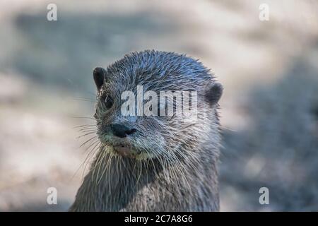 Ritratto di una lontre asiatica (Amblonyx cinerea) Foto Stock