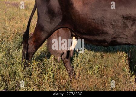 Mammelle. La mucca nera del latte lavata sul campo. Caseificio. Foto Stock