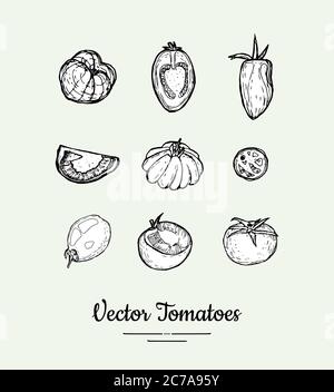 Set vettoriale pomodori. Poster vegetariano, banner, logo, icone, adesivi, menu, negozio, ristorante, modello di etichetta. Linea di prodotti alimentari Illustrazione Vettoriale