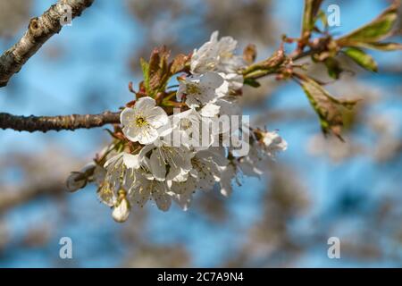 Ciliegio acero in fiore. Foto Stock