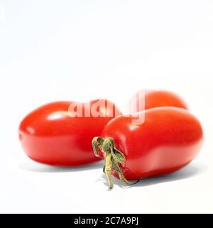 Pomodori Roma maturi (Solanum lycopersicum) con fondo bianco Foto Stock