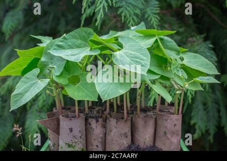 Riciclare i tubi del rotolo di carta igienica nel giardino, usandoli per seminare i semi di fagioli francesi di arrampicata e poi potete piantare i tubi di cartone con le piante Foto Stock