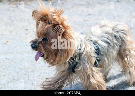 Il Gray Yorkshire Terrier con la sua lingua che pende fuori sta camminando su un marciapiede di cemento in un collare. Foto Stock