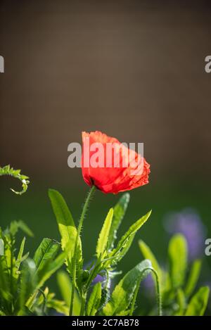 Fiore rosso papavero in fiore Foto Stock