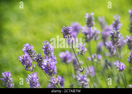 Close up di fiori di lavanda Foto Stock