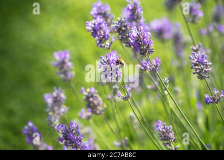 Ape di miele che prende il nettare da un fiore di Lavanda e che lo impollinava Foto Stock
