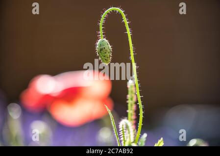 Il germoglio di un fiore di papavero prima che si sia aperto Foto Stock