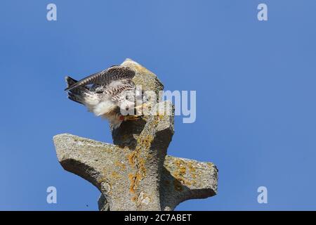 Giovane maschio Peregrine sulla Chiesa Cromer Foto Stock