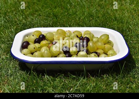 Ribes maturo e frutti di uva spina con semi racchiusi in pericarpo carnoso nato in grappoli con ogni frutto Unito alla corda principale da gambo corto Foto Stock