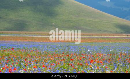 Famosa fioritura di lenticchie e papaveri a Castelluccio di Norcia nel parco dei Monti Sibillini Foto Stock