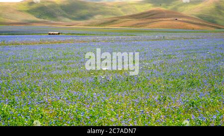 Famosa fioritura di lenticchie e papaveri a Castelluccio di Norcia nel parco dei Monti Sibillini Foto Stock