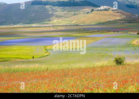 Famosa fioritura di lenticchie e papaveri a Castelluccio di Norcia nel parco dei Monti Sibillini Foto Stock