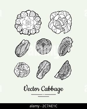 Set vettoriale bianco e nero disegnato a mano con cavolo. Illustrazione moderna del cavolo. Illustrazione disegnata a mano di cavolo isolato Illustrazione Vettoriale