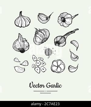 Set aglio. Spicchio bianco nero disegnato a mano, teste, illustrazione dell'aglio tritato. Hipster aglio disegnato a mano Illustrazione Vettoriale