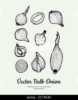 Set vettore bulbo cipolla. Poster vegetariano, banner, logo, icone, adesivi, menu, negozio, ristorante, modello di etichetta linea alimentare Illustrazione Vettoriale
