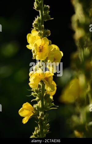 Primo piano di un mullino con fiori gialli, in natura Foto Stock