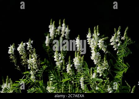 Fiori bianchi della rue di capra (galega officinalis) fioriscono di fronte ad uno sfondo scuro nel giardino Foto Stock