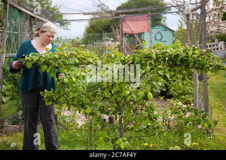 Giardiniere che tende un albero di mele cotogne a spalliera sulla sua assegnazione Foto Stock