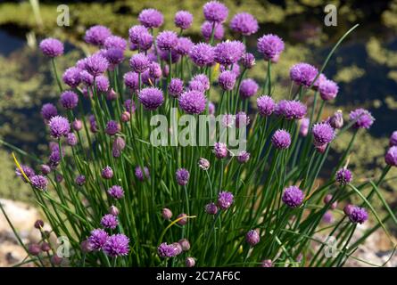 Erba cipollina accanto a uno stagno su un'assegnazione Foto Stock