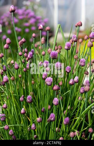 Erba cipollina su un'assegnazione Foto Stock