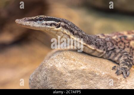 Monitor da roccia Kimberley (Varanus glauerti) Foto Stock