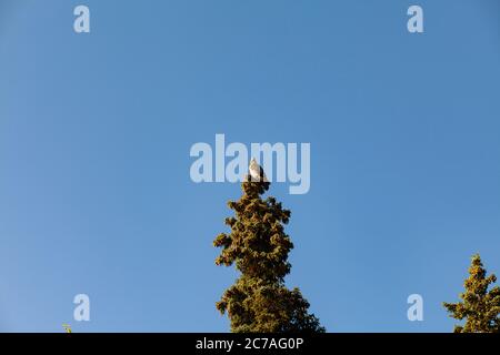 Un'aquila calva poggia maestosamente sulla cima di un alto albero di conifere contro un cielo azzurro, a simboleggiare la bellezza selvaggia della natura selvaggia dell'Alaska. Foto Stock