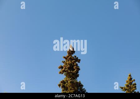 Un'aquila calva poggia maestosamente sulla cima di un alto albero di conifere contro un cielo azzurro, a simboleggiare la bellezza selvaggia della natura selvaggia dell'Alaska. Foto Stock