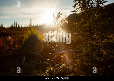 Un delicato fiore selvatico retroilluminato dal bagliore dorato del tramonto nella natura selvaggia dell'Alaska, catturando la serena bellezza della natura durante l'ora d'oro Foto Stock