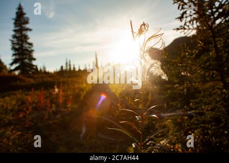 Un delicato fiore selvatico retroilluminato dal bagliore dorato del tramonto nella natura selvaggia dell'Alaska, catturando la serena bellezza della natura durante l'ora d'oro Foto Stock