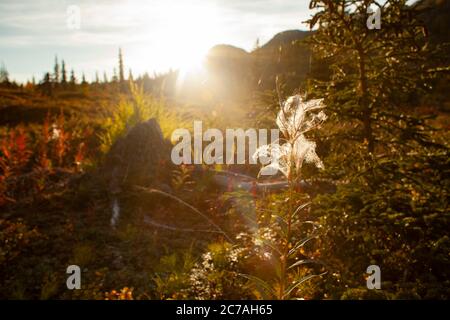 Un delicato fiore selvatico retroilluminato dal bagliore dorato del tramonto nella natura selvaggia dell'Alaska, catturando la serena bellezza della natura durante l'ora d'oro Foto Stock