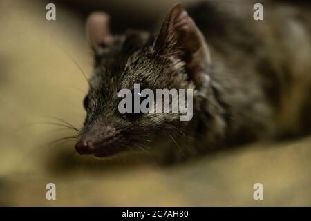 Rat Marsupial o Kowari (Dasyuroides byrnei) con coda a pennello Foto Stock