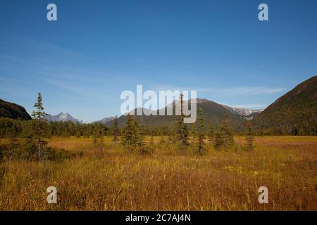 Un prato autunnale in Alaska con erbe dorate e aspre montagne sotto un cielo azzurro cristallino, che mostra la bellezza incontaminata della natura selvaggia Foto Stock