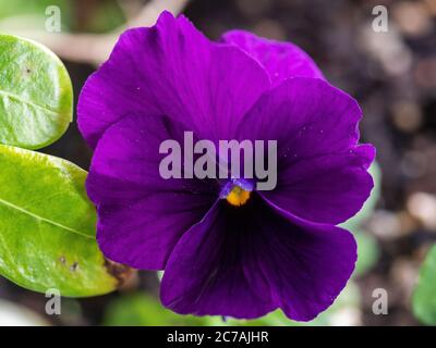 Macro di color porpora nel giardino accanto alle foglie di verde brillante Foto Stock