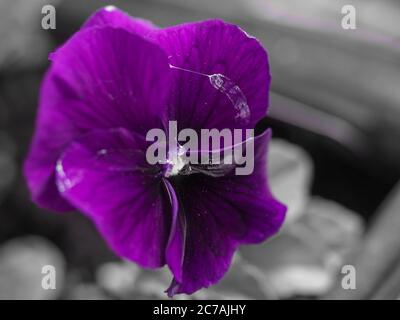 Fiori Closeup, reale fiore viola pansy con un po 'di un sentiero lumaca nei suoi petali su uno sfondo giardino monocromatico, foto a colori selettiva Foto Stock