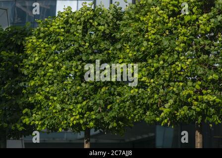 alberi verdi nell'area del centro affari davanti al moderno edificio degli uffici, paesaggio ecologico nella grande città Foto Stock