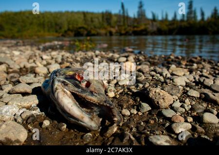 Primo piano di una carcassa di salmone morto sulla riva rocciosa del lago Iliamna, Alaska, che segna la fine naturale del ciclo riproduttivo nella natura selvaggia. Foto Stock