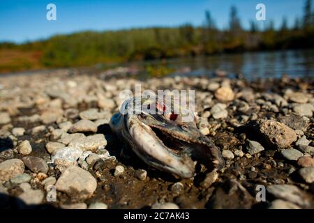 Primo piano di una carcassa di salmone morto sulla riva rocciosa del lago Iliamna, Alaska, che segna la fine naturale del ciclo riproduttivo nella natura selvaggia. Foto Stock