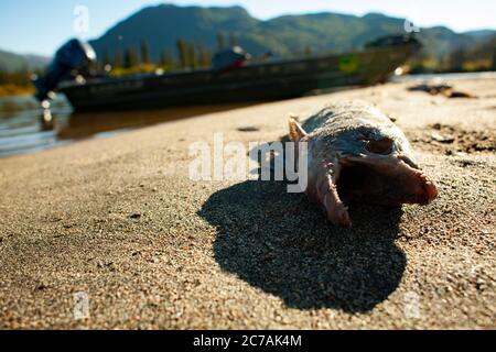 Primo piano di una carcassa di salmone morto sulla riva rocciosa del lago Iliamna, Alaska, che segna la fine naturale del ciclo riproduttivo nella natura selvaggia. Foto Stock