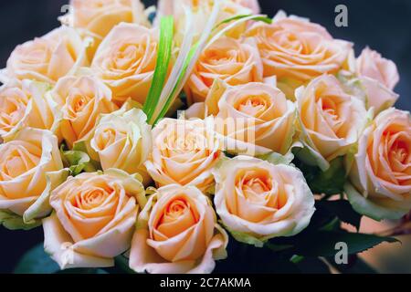 Sfondo naturale di rose pastello. Profondità di campo poco profonda. Bouquet di rose Foto Stock
