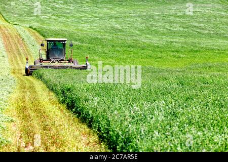 Una combinazione di taglio e alfalfa da alfalfa da falda vento fieno nei fertili campi agricoli dell'Idaho. Foto Stock
