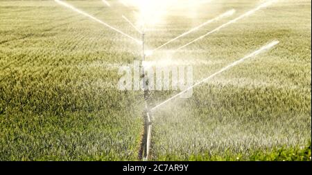 Un irrigatore a mano che innaffia un campo di grano nei fertili campi agricoli dell'Idaho. Foto Stock