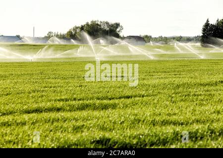 Un irrigatore a mano che innaffia un campo di grano nei fertili campi agricoli dell'Idaho. Foto Stock