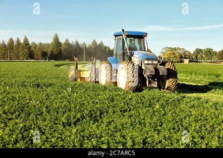 Fieno di erba medica, tagliato e andovagliato per asciugare nei campi fertili di fattoria dell'Idaho. Foto Stock