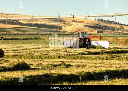 Fieno di erba medica, tagliato e andalato, essendo girato per asciugare nei campi fertili di fattoria dell'Idaho. Foto Stock