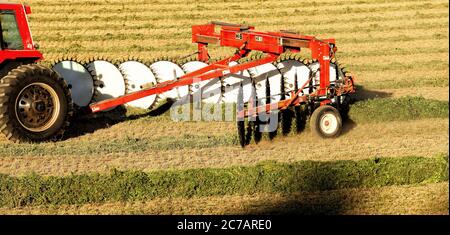 USA Alfalfa fieno, tagliato e andalato, essendo girato per asciugare nei fertili campi agricoli dell'Idaho. Foto Stock