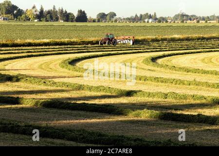 1 luglio 2013 Idaho Falls, Idaho, Stati Uniti Alfalfa fieno, tagliato e andovagliato, essendo girato per asciugare nei fertili campi agricoli dell'Idaho. Foto Stock