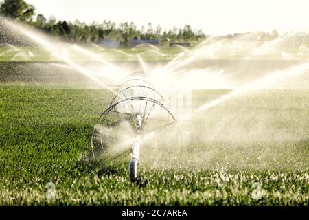 Un irrigatore a ruota che innaffia un campo di grano nei fertili campi agricoli dell'Idaho. Foto Stock