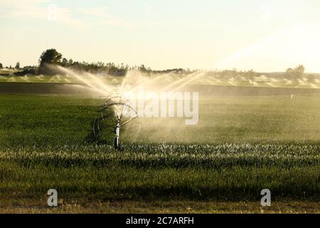 Un irrigatore a ruota che innaffia un campo di grano nei fertili campi agricoli dell'Idaho. Foto Stock