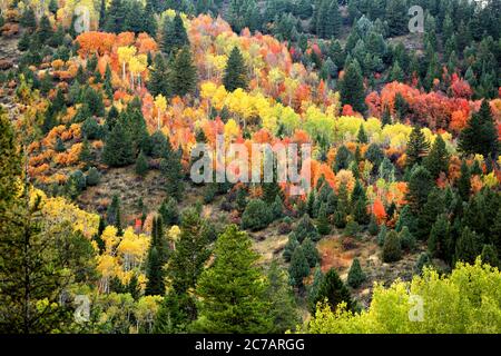 Colori autunnali vivaci nello stand degli Aspen alberi nelle montagne dell'Idaho. Foto Stock